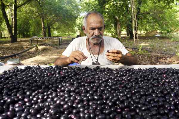 बारिश में पकता है जामुन, लेकिन... बारिश में पकता है जामुन, लेकिन...