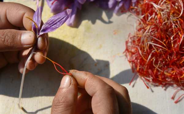 केसर के उपयोग