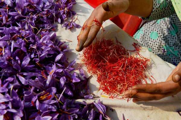 पानी जमा होने से सड़ती है फसल