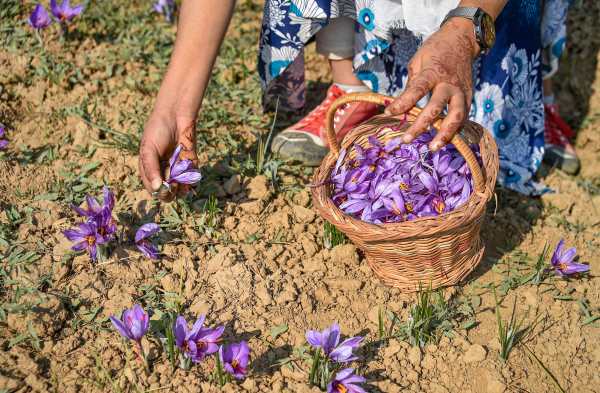 कश्मीर के बाहर भी केसर की खेती 