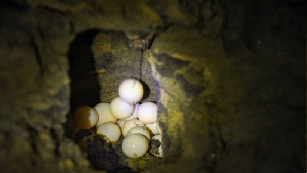 धार जिले के बाग इलाके में खोजा गया था अंडा