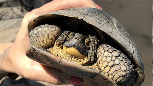 चिप्स बनाने में किया जाता है इन कछुओं का इस्तेमाल