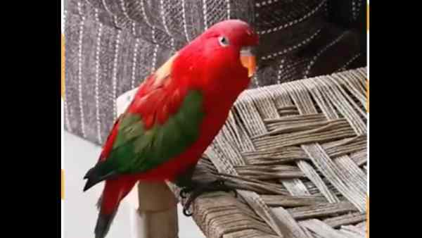 सोशल मीडिया पर सुर्खियां बटौर रहा है यह लाल तोता