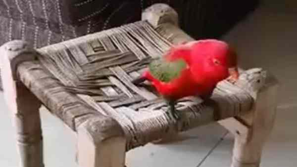 छोटी खाट पर बैठा हुआ है लाल तोता