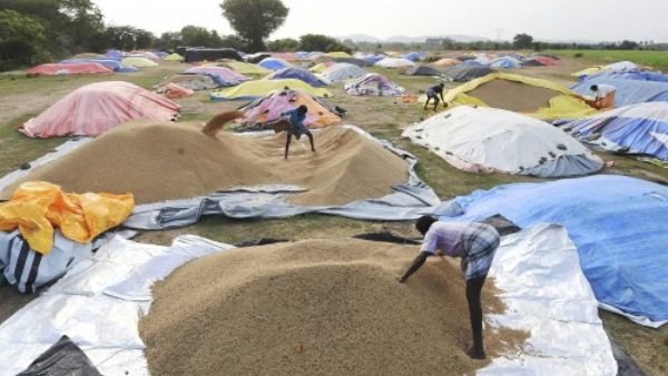 सस्ता चावल बेच रहा भारत