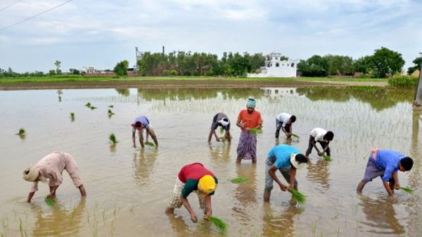 नुकसान का सौदा बना धान की खेती नुकसान का सौदा बना धान की खेती