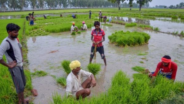 मानसून पर निर्भर है चावल की खेती