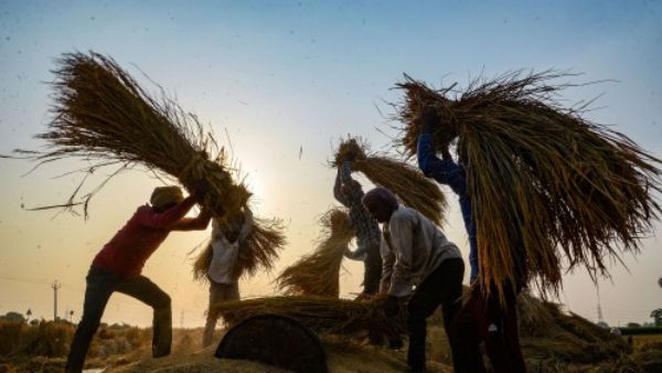 भारत दूसरा सबसे बड़ा चावल निर्यातक