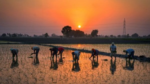 चावल की खेती से कतरा रहा चीन चावल की खेती से कतरा रहा चीन