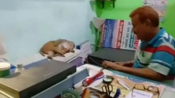 इलाज कराकर चुपचाप चली गई बंदरिया