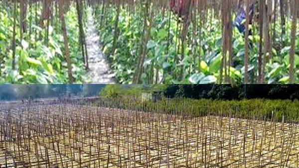 पान की खेती में लागत और मुनाफा