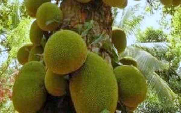 कटहल के पेड़ के नीचे पौधों की रोपाई