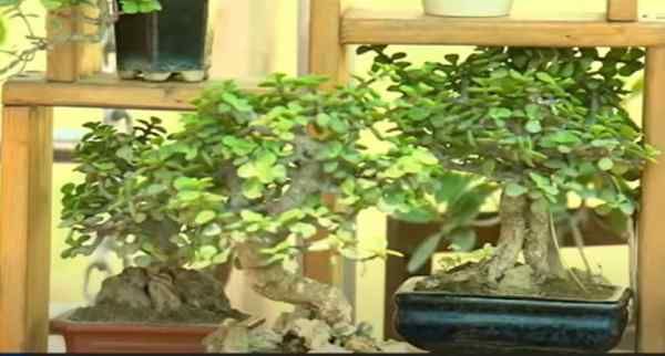 बोनसाई की बागवानी में अपार संभावनाएं