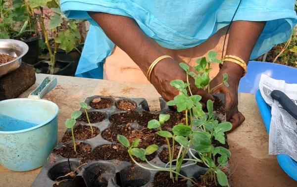 टैरेस गार्डन में मिर्चों की कई किस्में