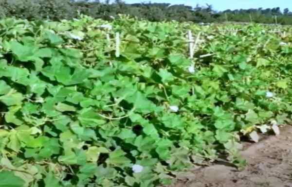 ऐसी मिट्टी में करें खेती ऐसी मिट्टी में करें खेती