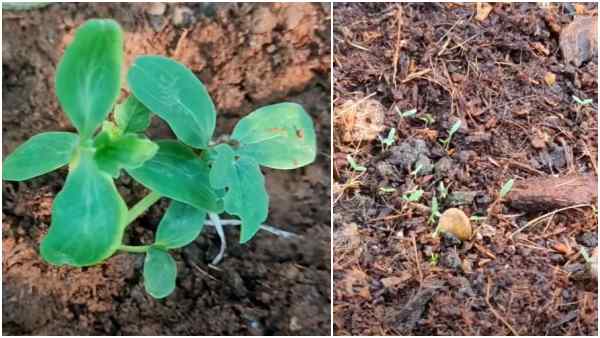 वीडियो से लोकप्रियता बढ़ी, जल्द तैयार होती है किस्म