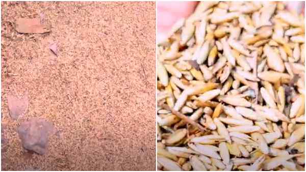 बांस का चावल गुणों का भंडार