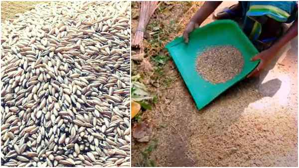 फैट फ्री होता है मुलायारी राइस