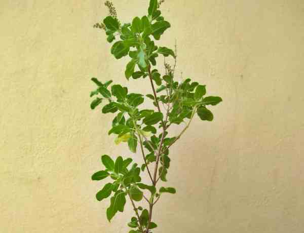 10-12 हफ्ते में पौधे तैयार, 80-10 किलो तक निकलेगा तेल