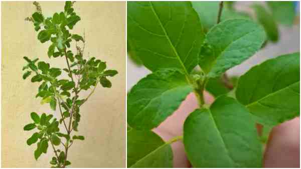 तुलसी के वैश्विक गुणवत्ता मानक