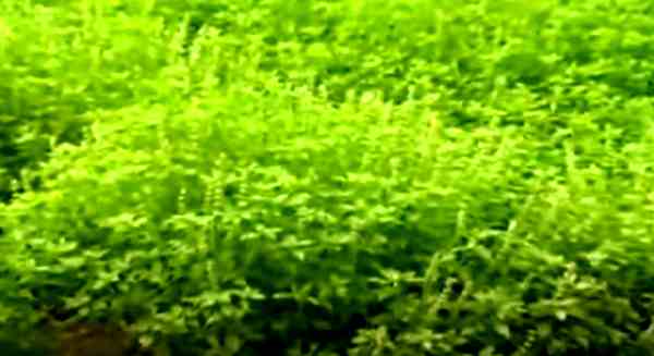 तुलसी के पौधों की बुआई