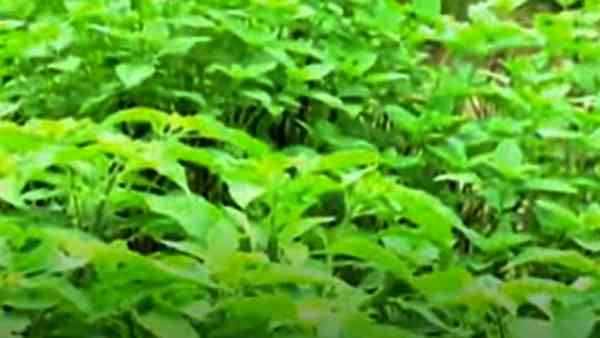 जून में तैयार करें खेत