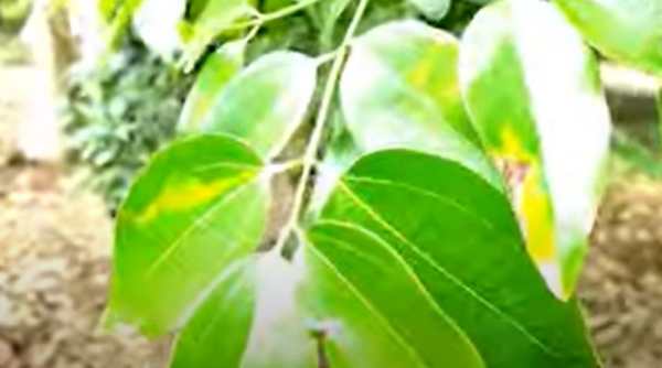 ज्यादा सिंचाई की जरूरत नहीं