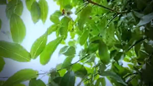 कम निवेश के साथ तेज पत्ते की खेती