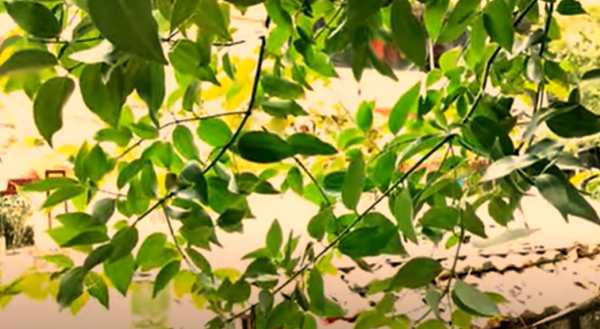 खाने के मसाले में तेज पत्ता