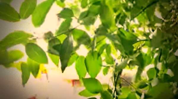 तेज पत्ता पोषक तत्वों से भरपूर