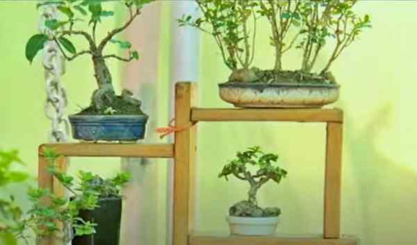 कहां इस्तेमाल होता है Bonsai