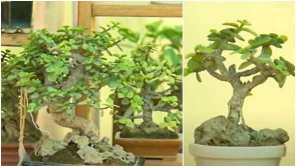 भारत में लोकप्रिय बोनसाई पौधे