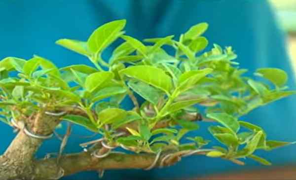 बोनसाई उगाने में सरकारी मदद