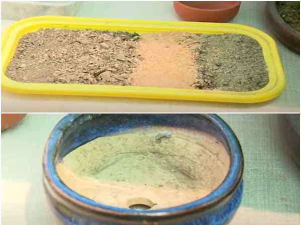 कैसे उगाएं बोनसाई