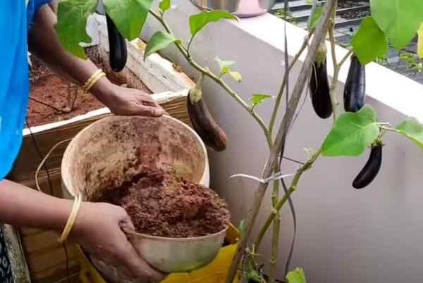 दो बार है सिंचाई, केमिकल भी स्वदेशी !