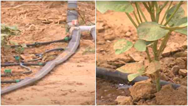 सिंचाई का सवाल सिंचाई का सवाल