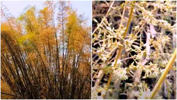 दूसरे चावलों से अलग बैम्बू राइस