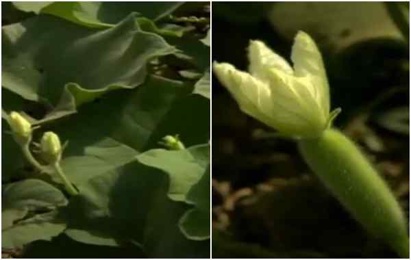 लौकी के लिए खाद लौकी के लिए खाद