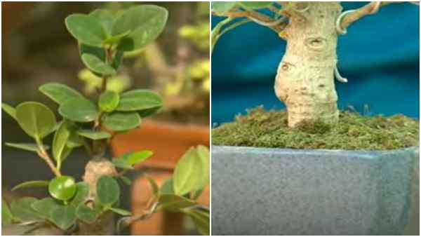 बोनसाई के बिजनेस में मुनाफा