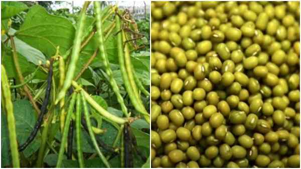 किसान उन्नत बीजों का करें इस्तेमाल