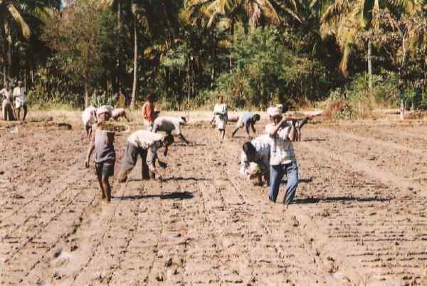 20 साल से कर रहीं जैविक खेती