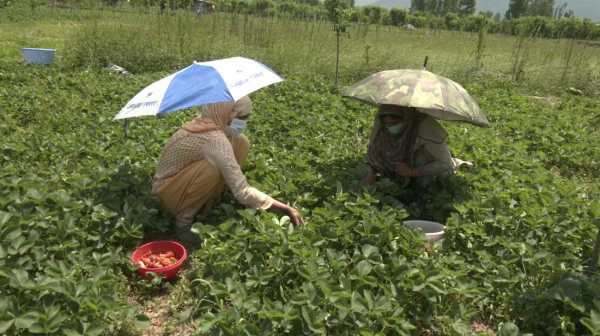 पर्यटकों के आने से बढ़ी स्ट्रॉबेरी की डिमांड