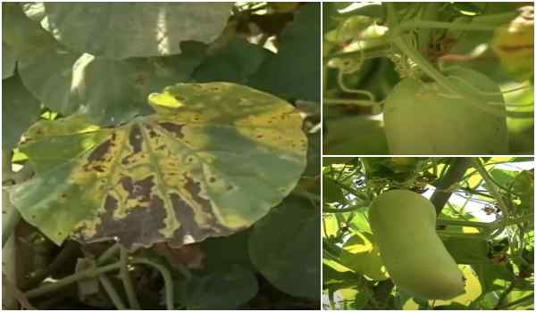 लौकी का कीड़ों से बचाव, उन्नत किस्मों की खेती लौकी का कीड़ों से बचाव, उन्नत किस्मों की खेती