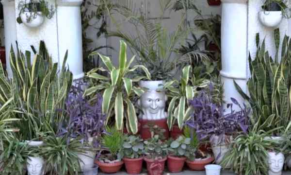 इसलिए जरूरी है पौधे लगाना