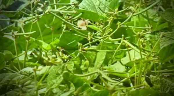 इतने दिन में पकती है फसल, तुड़ाई का तरीका जानें