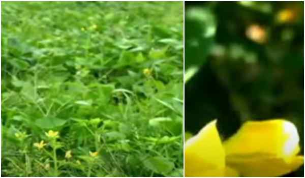 बुआई का सही समय