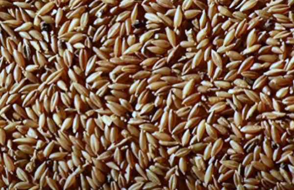 बांस के चावल की कटाई और कुकिंग