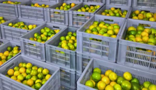 नागपुर के संतरों की डिमांड, 15 मीट्रिक टन एक्सपोर्ट नागपुर के संतरों की डिमांड, 15 मीट्रिक टन एक्सपोर्ट