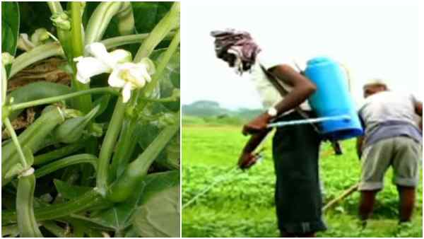 कीटनाशकों और उर्वरकों का इस्तेमाल