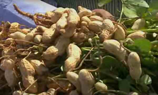 उन्नत बीज और आधुनिक तकनीक का संतुलन उन्नत बीज और आधुनिक तकनीक का संतुलन